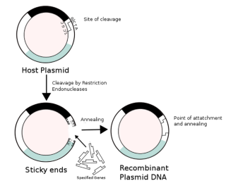 rDNA Diagram