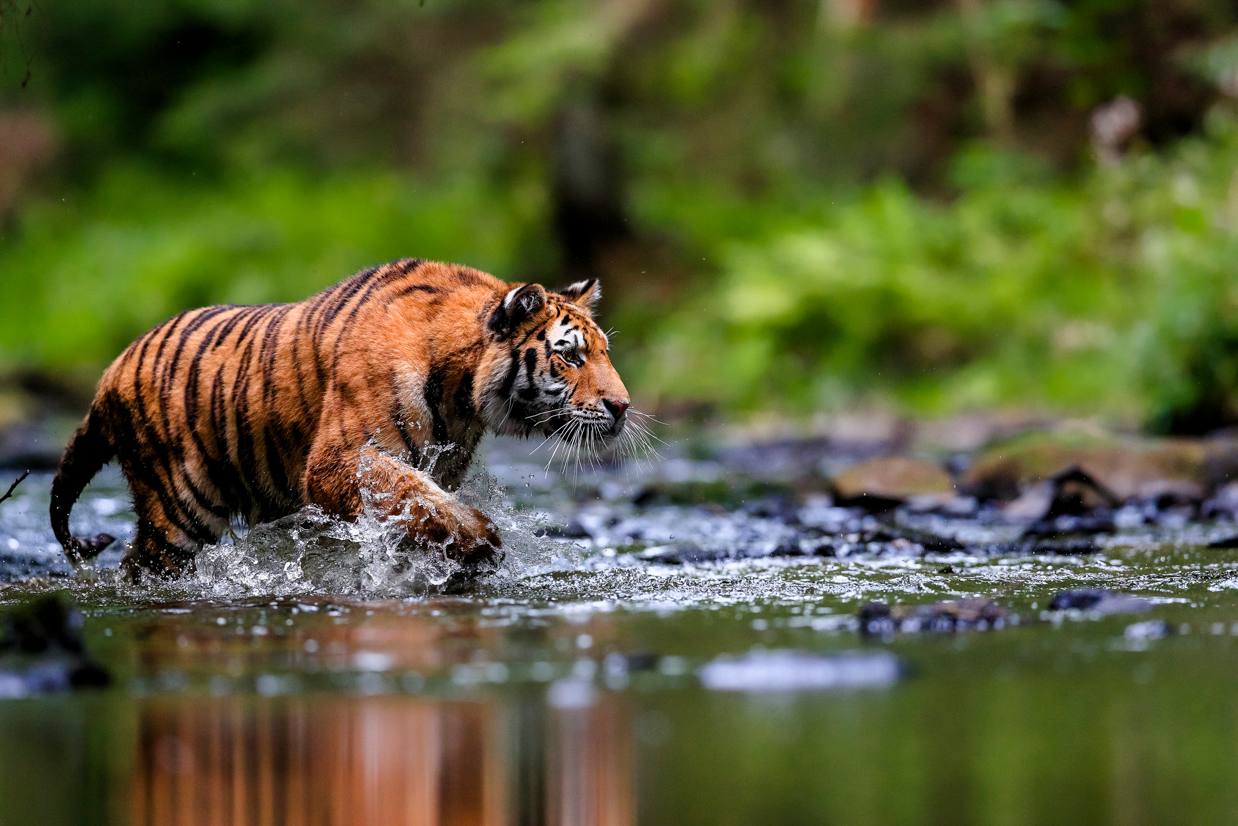 Tiger Water