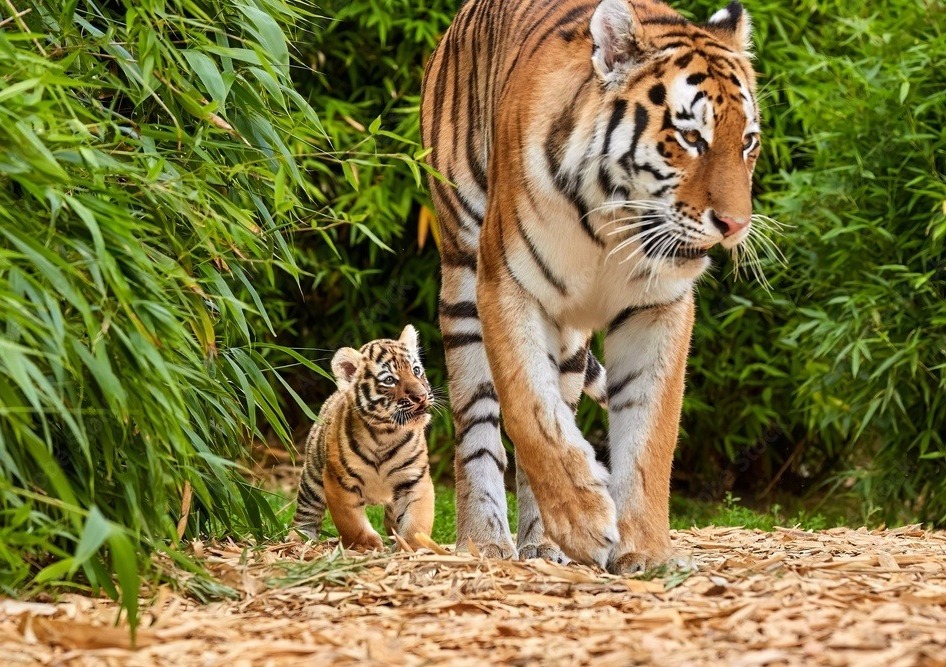 prospective student tiger