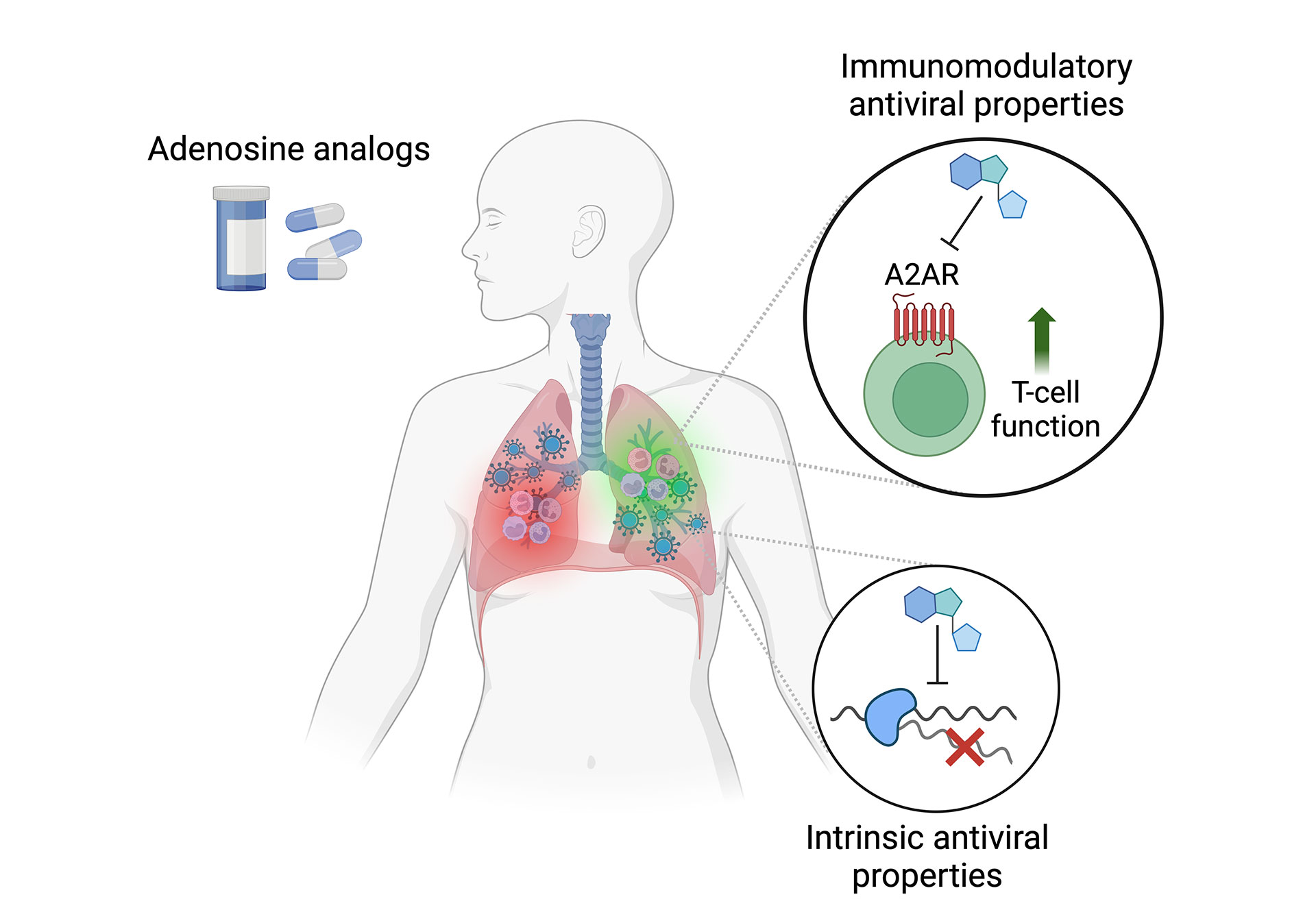 Adenosine analogs with immunomodulatory antiviral properties enhance T-cell function via A2AR and exhibit intrinsic antiviral properties, illustrated in a human respiratory system context.