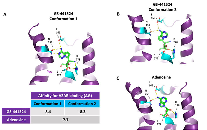 3D structures of GS-441524 in two conformations and adenosine bound to A2AR, with binding affinities shown in a table